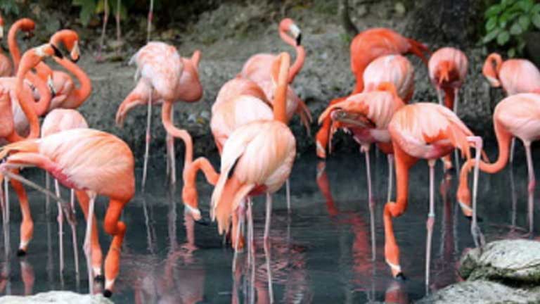 adult night at beechview swim club